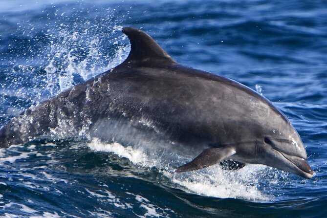Cruise and Snorkeling with Dolphins Including Lunch from Hurghada - From your Hurghada hotel to the dock (and why it matters)