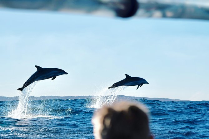 Cruise with Dolphins in Byron Bay - Key things I’d watch for before you go