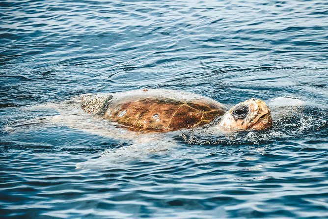 Cruise with Dolphins in Byron Bay - Why this dolphin cruise feels like the right kind of low-stress
