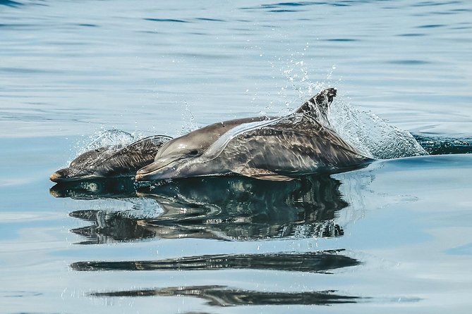 Cruise with Dolphins in Byron Bay - Dolphin Guarantee: value you can feel (not just a marketing line)