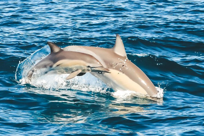 Cruise with Dolphins in Byron Bay - Lennox Head volcanic rock cliffs stop: the “scenery break” that helps the time