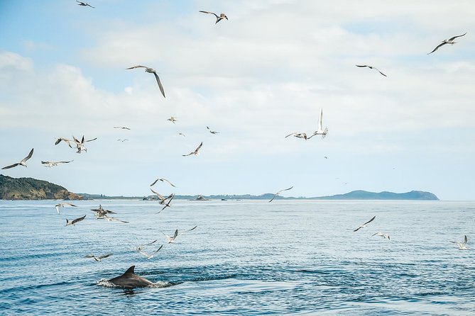 Cruise with Dolphins in Byron Bay - Who this cruise is best for (and who should think twice)