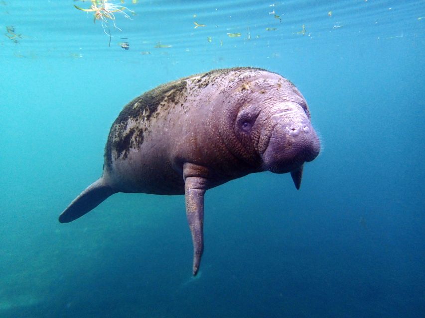 Crystal River: Snorkel with Manatees & Dolphin Airboat Trip - Crystal River Manatee Snorkel: What the 3 Hours Really Feels Like