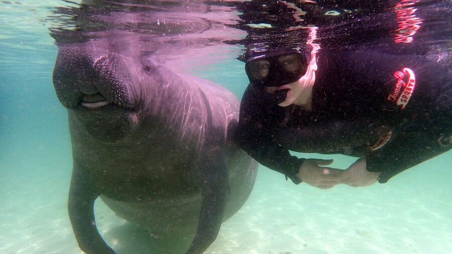 Crystal River: Snorkel with Manatees & Dolphin Airboat Trip - Gear and Comfort: Wetsuits, Warm Rooms, and What to Bring