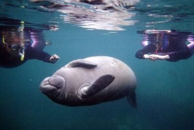 Crystal River: Snorkel with Manatees & Dolphin Airboat Trip - The Classroom Start: Passive Interaction and Snorkeling Tips Before You Get Wet