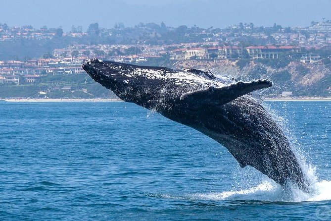Dana Point Dolphin and Whale Watching with Underwater Viewing - Meeting at Dana Point Harbor and Choosing Your Catamaran (Manute’a, DolphinSafari, or Lily)