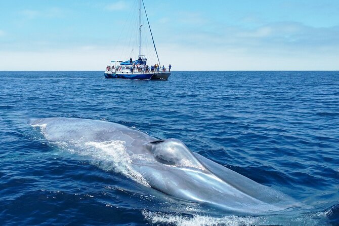 Dana Point Dolphin and Whale Watching with Underwater Viewing - The 2.5-Hour Cruise: How the Hunt for Whales and Dolphins Actually Plays Out
