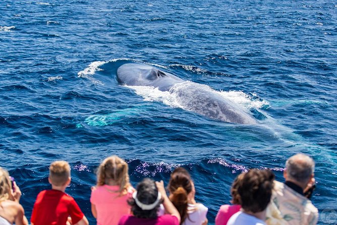 Dana Point Dolphin and Whale Watching with Underwater Viewing - Underwater Viewing Pods: The Closest Look You Can Get Without Disrupting Wildlife