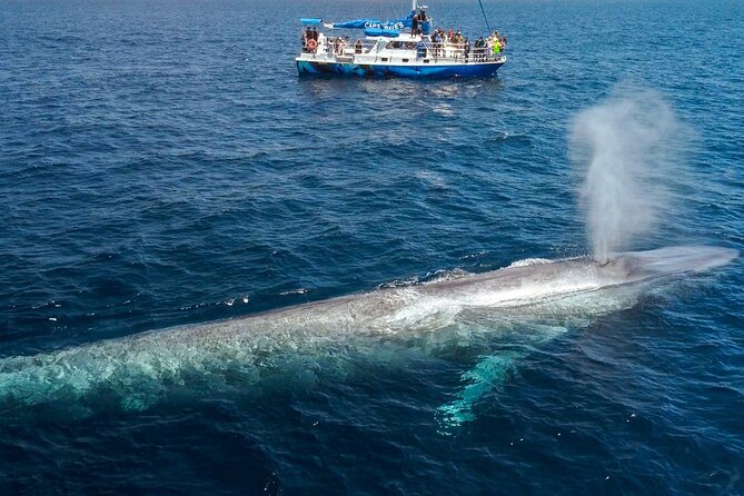 Dana Point Dolphin and Whale Watching with Underwater Viewing - Other Sea Creatures You Might See Along the Way