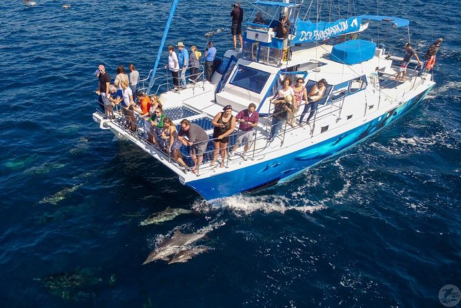 Dana Point Dolphin and Whale Watching with Underwater Viewing - Who This Tour Fits Best (Families, Couples, and Science-Lovers)