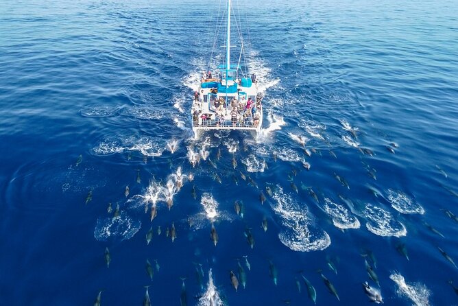 Dana Point Dolphin and Whale Watching with Underwater Viewing - Live On-Board Naturalist Commentary: Why It Changes the Whole Experience