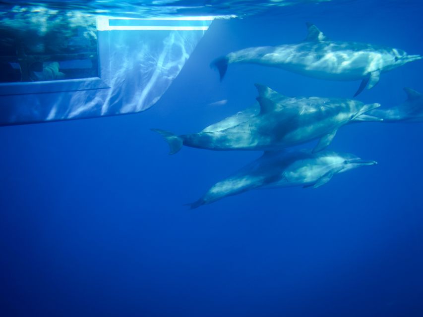 Dana Point Dolphin & Whale Watching With Underwater Viewing - Key Things That Make This Cruise Worth Your Time