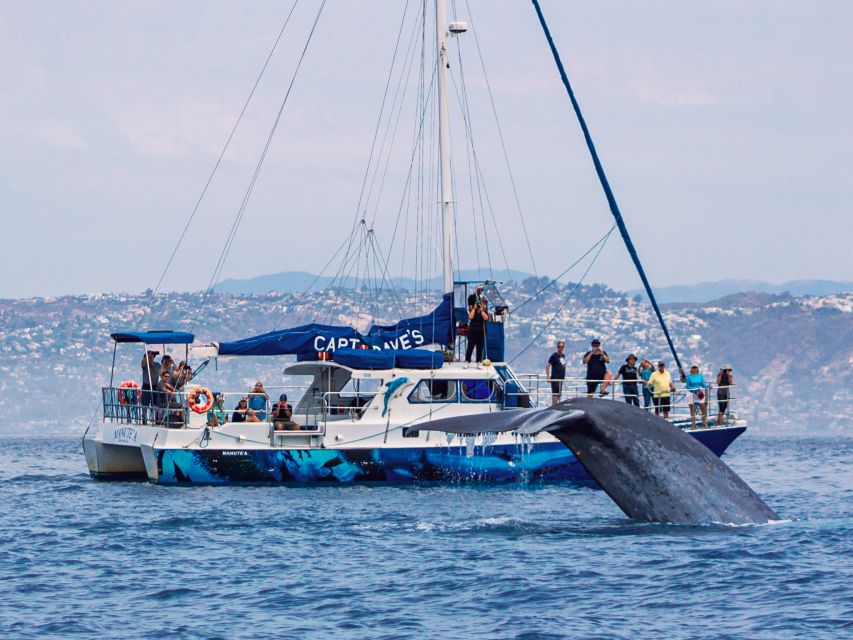Dana Point Dolphin & Whale Watching With Underwater Viewing - Price and Timing: Is $95 for 150 Minutes Good Value?