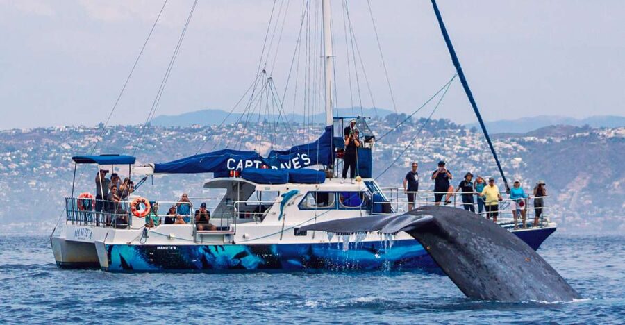 Dana Point Dolphin & Whale Watching With Underwater Viewing - The Cruise Phase: What You’ll Actually Do for 2.5 Hours