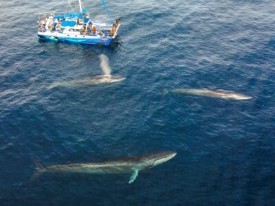 Dana Point Dolphin & Whale Watching With Underwater Viewing - Getting on Board at Dana Point Harbor Dr