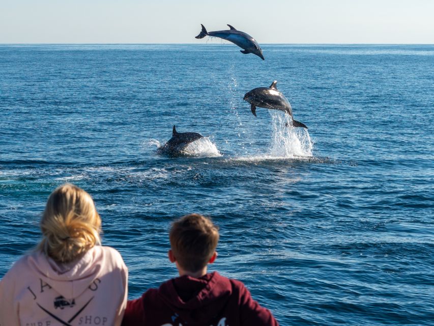Dana Point Dolphin & Whale Watching With Underwater Viewing - The Back-to-Dock Finish at Dana Point