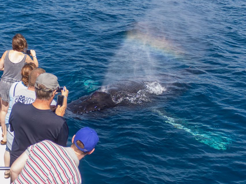 Dana Point Dolphin & Whale Watching With Underwater Viewing - Weather, Seas, and Practical Tips That Actually Matter