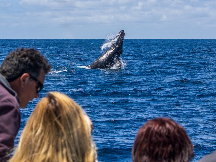 Dana Point Dolphin & Whale Watching With Underwater Viewing - Who This Dana Point Whale Cruise Best Suits