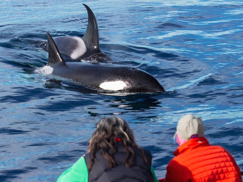 Dana Point Dolphin & Whale Watching With Underwater Viewing - Should You Book Captain Dave’s Dolphin & Whale Safari?