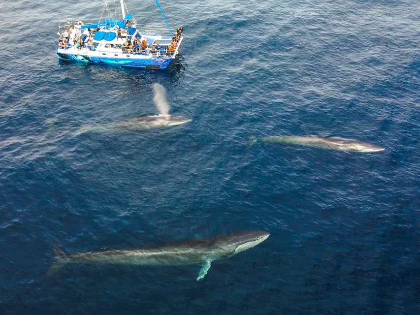 Dana Point Dolphin & Whale Watching With Underwater Viewing - Getting on Board at Dana Point Harbor Dr