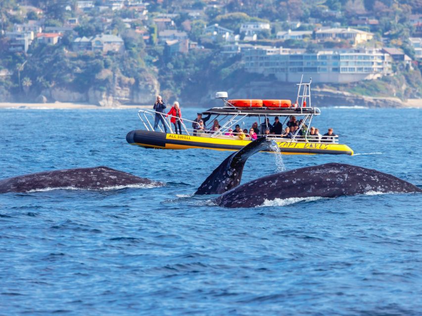 Dana Point Fast & Fun Zodiac-Style Dolphin & Whale Watching - Key points worth your attention