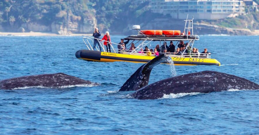 Dana Point Fast & Fun Zodiac-Style Dolphin & Whale Watching - Zodiac-style speed in Dana Point: what the 2-hour cruise is really like
