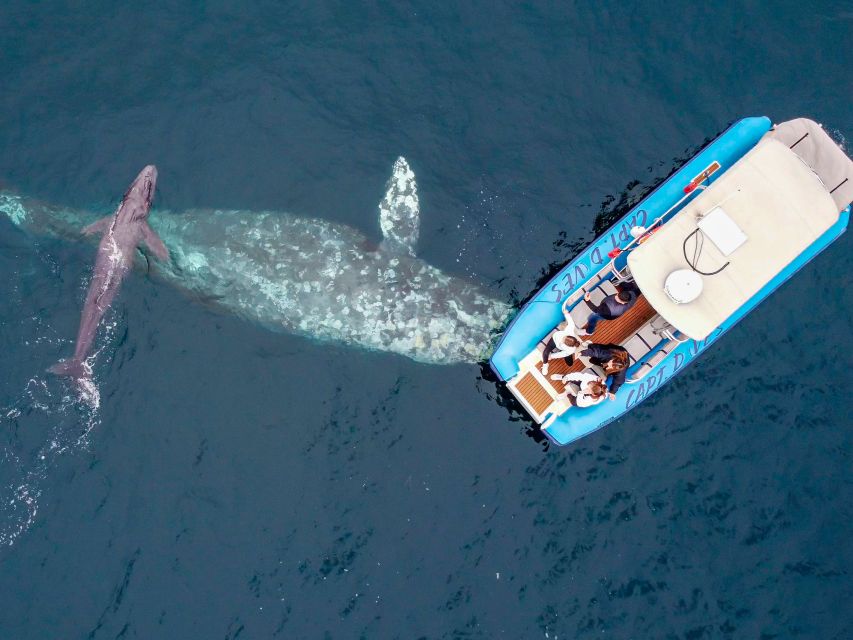 Dana Point Fast & Fun Zodiac-Style Dolphin & Whale Watching - Why the small-group format (up to 20) boosts your odds