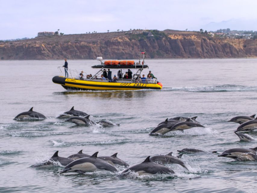 Dana Point Fast & Fun Zodiac-Style Dolphin & Whale Watching - The marine naturalist narration: learning that doesn’t slow the fun