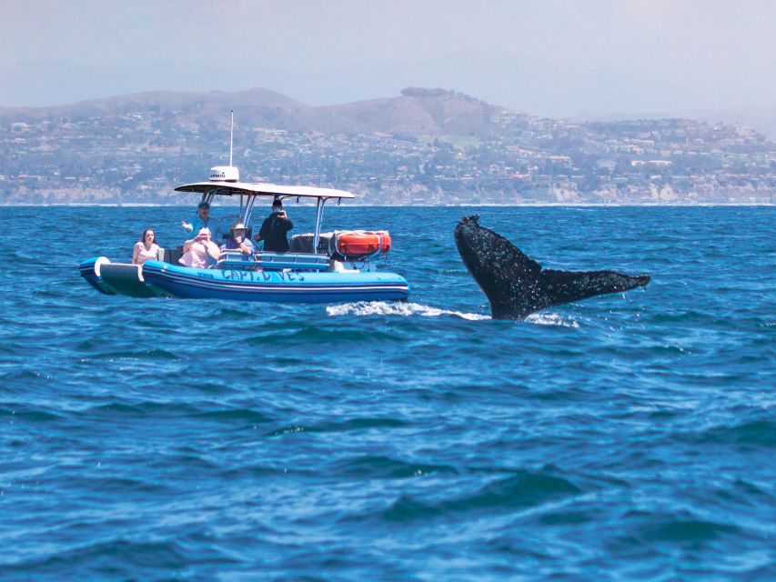 Dana Point Fast & Fun Zodiac-Style Dolphin & Whale Watching - What to expect at the start and end: from check-in to post-cruise brownies