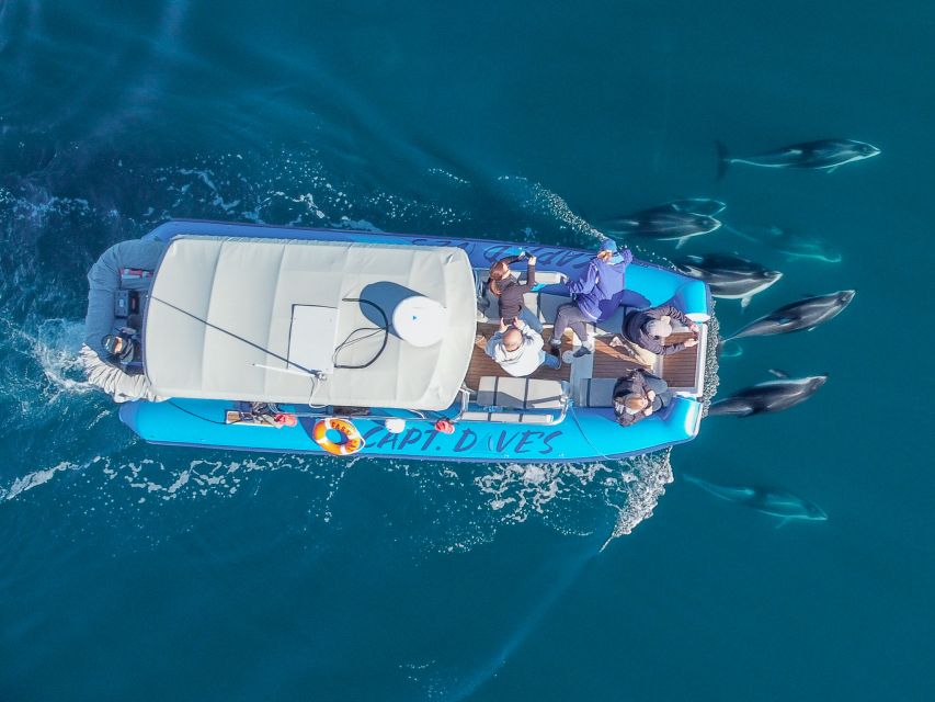Dana Point Fast & Fun Zodiac-Style Dolphin & Whale Watching - The value check: is $95 worth it in Dana Point?