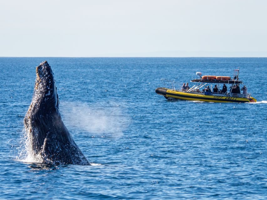 Dana Point Fast & Fun Zodiac-Style Dolphin & Whale Watching - Who should book this safari, and who should pass