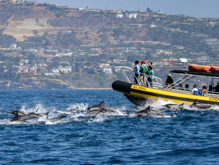 Dana Point Fast & Fun Zodiac-Style Dolphin & Whale Watching - Whales, dolphins, and the species list you’ll actually care about