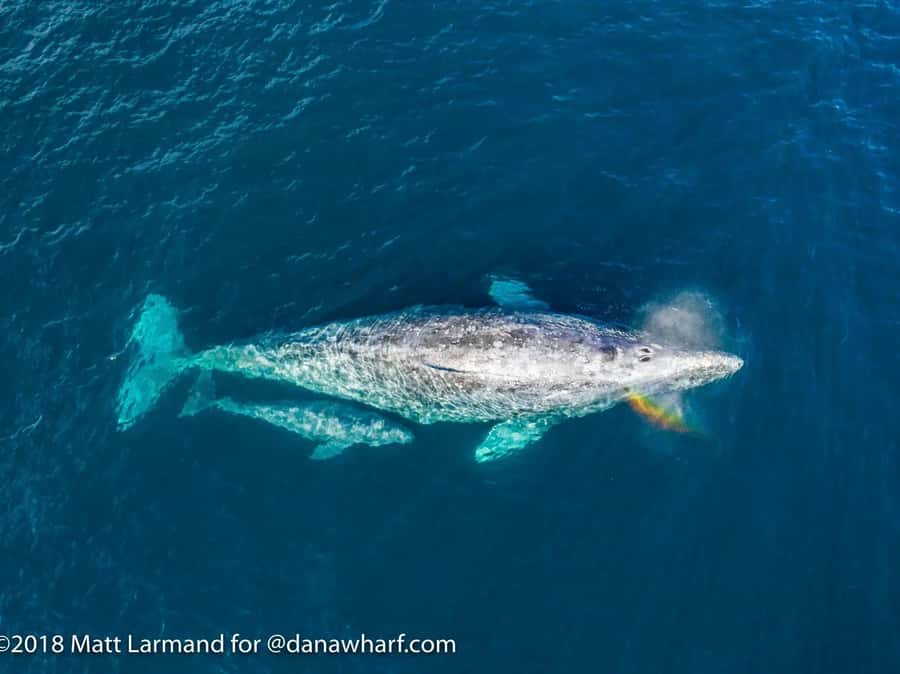 Dana Point: Whale and Dolphin Watching Tour - Key Things I’d Pay Attention To Before You Go