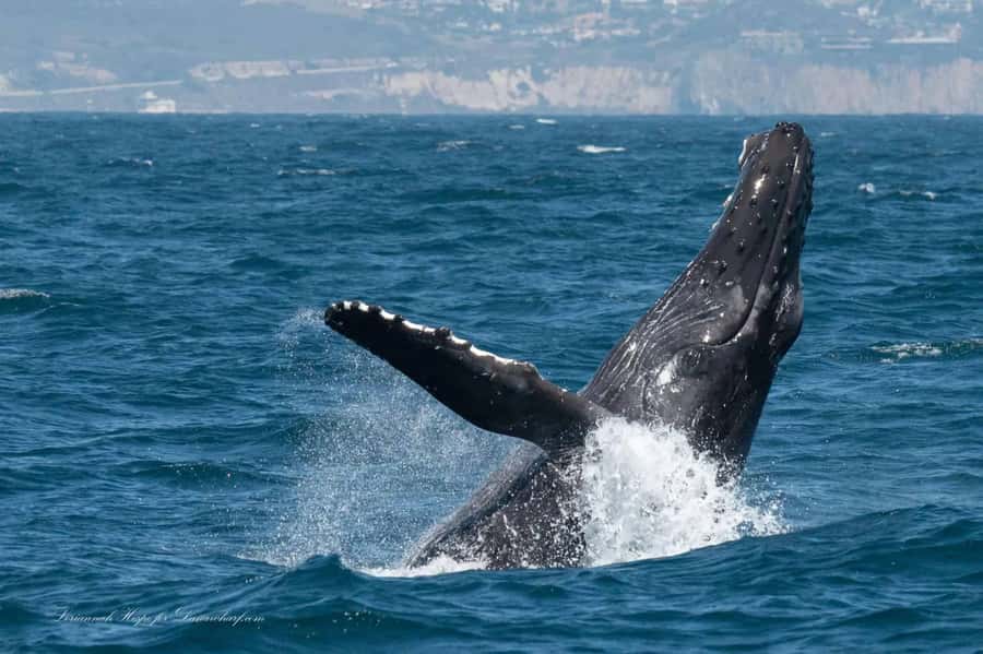 Dana Point: Whale and Dolphin Watching Tour - Setting Out From Dana Point: What This 2-Hour Cruise Really Delivers