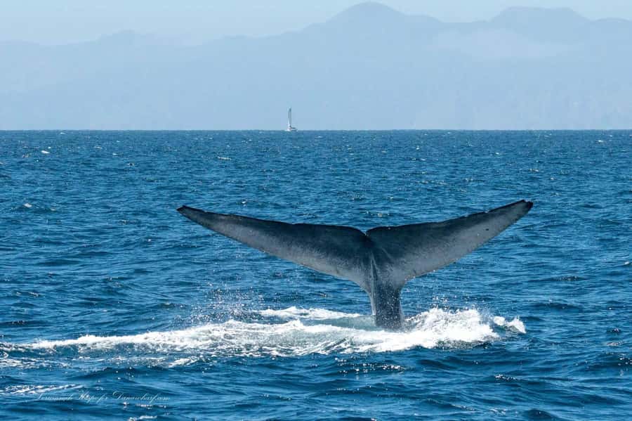 Dana Point: Whale and Dolphin Watching Tour - Whale Odds: Species You Could See and Why Sightings Vary