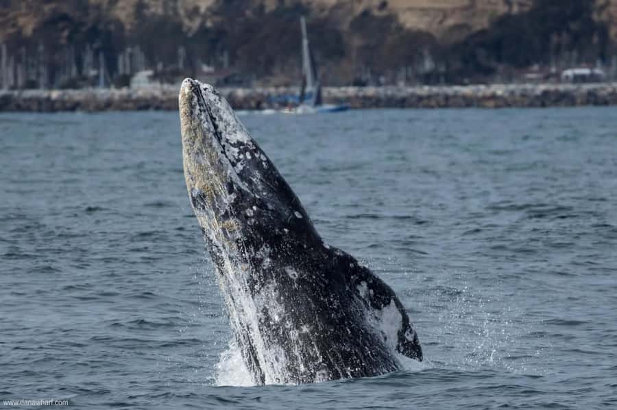 Dana Point: Whale and Dolphin Watching Tour - How the Marine Naturalist Captain Helps You Spot More
