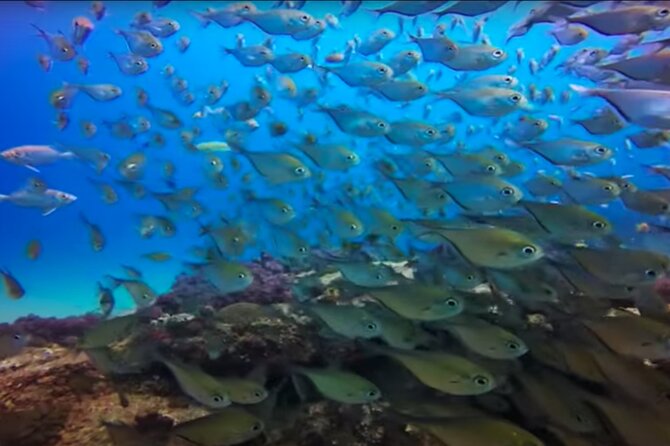 Day Trip to Ponta de Ouro Beach /Dolphin Swim+Snorkel+Whale Watch - Your guide makes or breaks the experience: Carina-style care