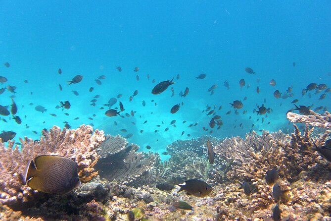 Daymaniyat island Natural Reserve and Dolphin Watching - Snorkel time #2: your second shot at clear water and marine action (about 1 hour)