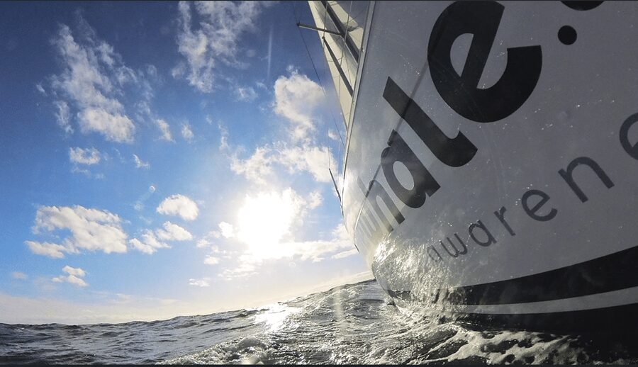Denia: Sunset Electric Sailboat Cruise with Dolphin Spotting - Key highlights to know before you go