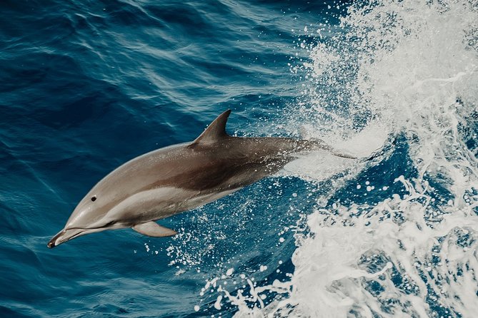 Depart Saint Raphaël: Meet the Dolphins - Key highlights to expect on this dolphin meet-up