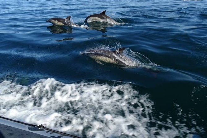Depart Saint Raphaël: Meet the Dolphins - Pelagos and the Ligurian Sea Cetacean Sanctuary: what a protected area changes