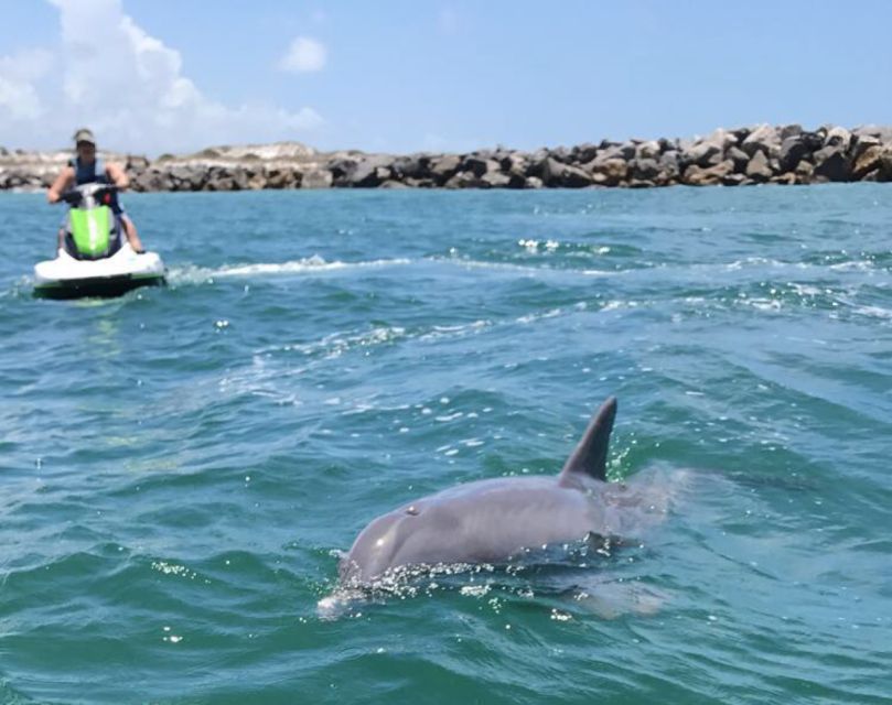 Destin: Crab Island Dolphin Jet Ski Tour - Dolphin Spotting Time: How to Make the Most of It