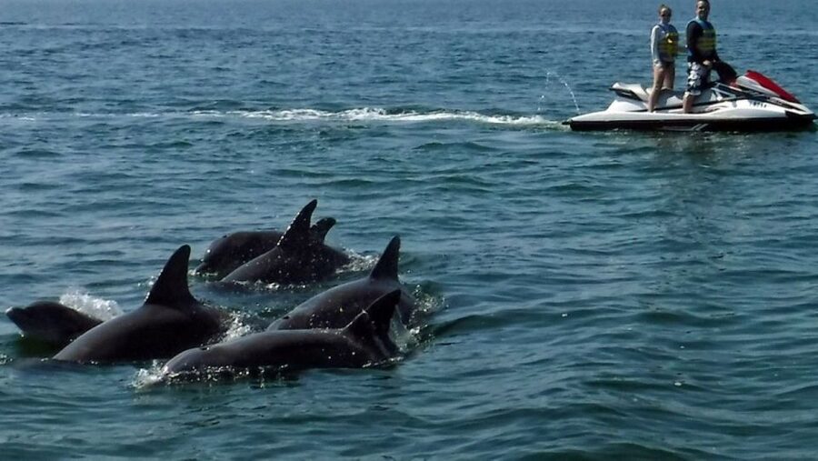 Destin: Crab Island Dolphin Jet Ski Tour - What You Need to Bring (and What the Tour Says No To)