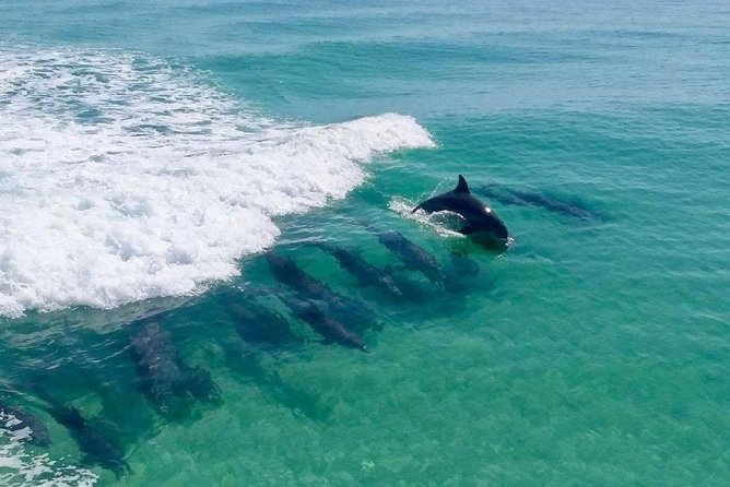 Destin Dolphin Cruise - Quick hits before you go