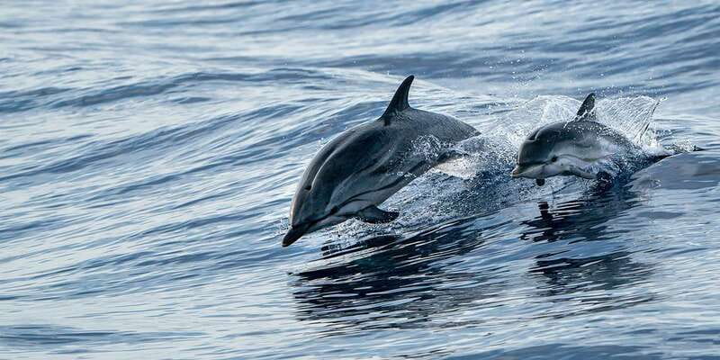 Destin: Dolphin Watching Cruise - Key Things I’d Highlight Before You Go