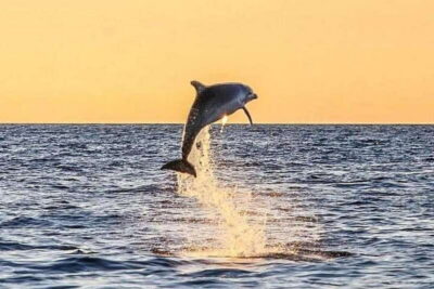 Destin: Dolphin Watching Cruise - Where You Meet on Destin Harbor (And Why It’s Easy)