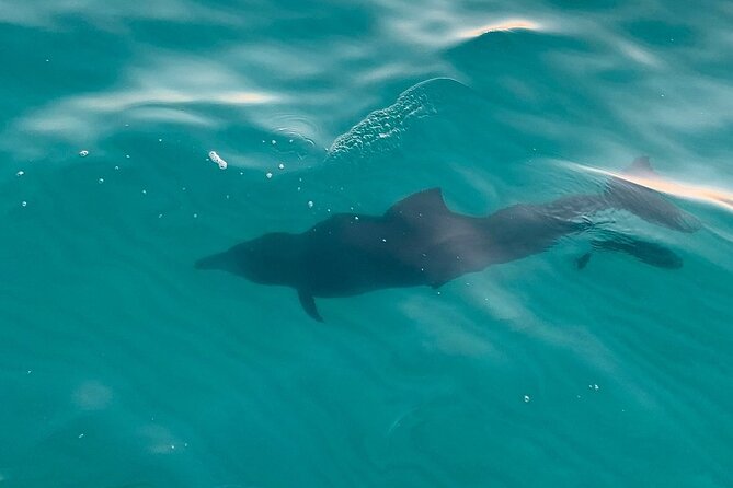 Destin Harbor Sunset Eco Dolphin Cruise - Why This Dolphin Cruise Works for First-Time Dolphin Watchers