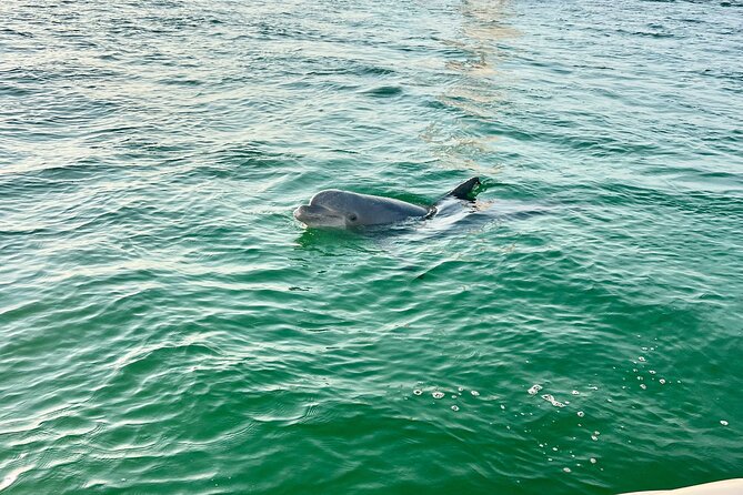 Destin Private Boat Tours Dolphin Crab Island Snorkel Sunset - Dolphins Up Close on a Private Cruise: How the Vibe Stays Calm