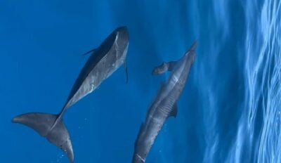 Dhiffushi Dolphin Cruise - Dhiffushi Jetty start: what the first minutes really feel like