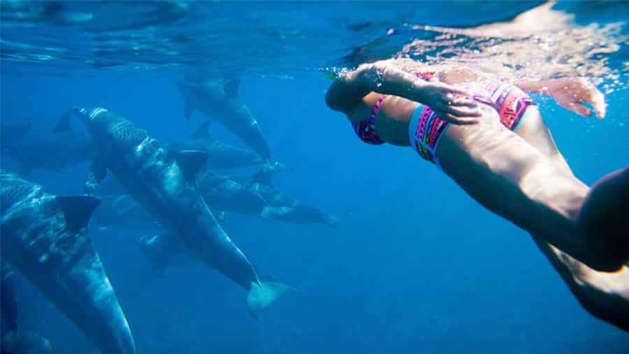 Discover Mauritius: Dolphin Watch, Snorkeling, BBQ Lunch - Price and What You’re Really Paying For (Two People)